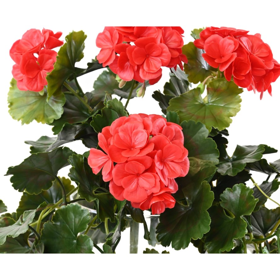 GERANIUM CHUTE UV