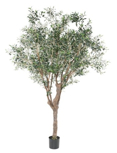 OLIVO ÁRBOL M