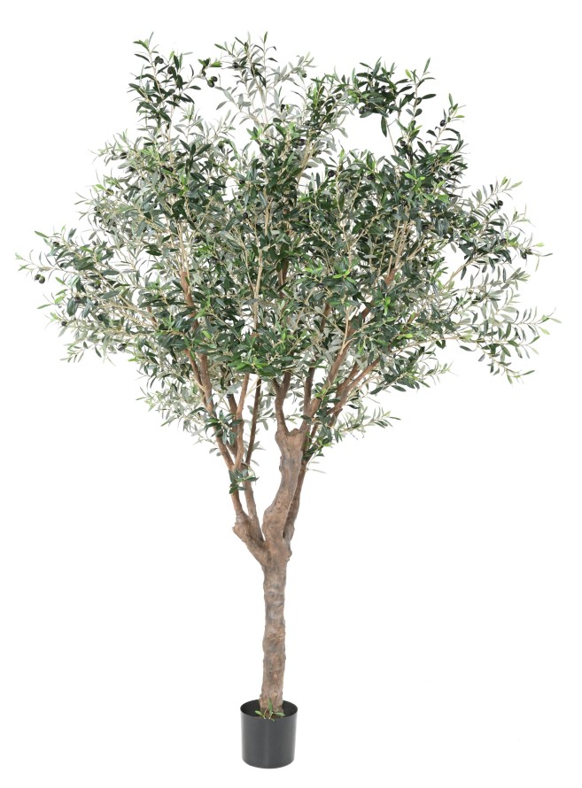 OLIVO ÁRBOL M