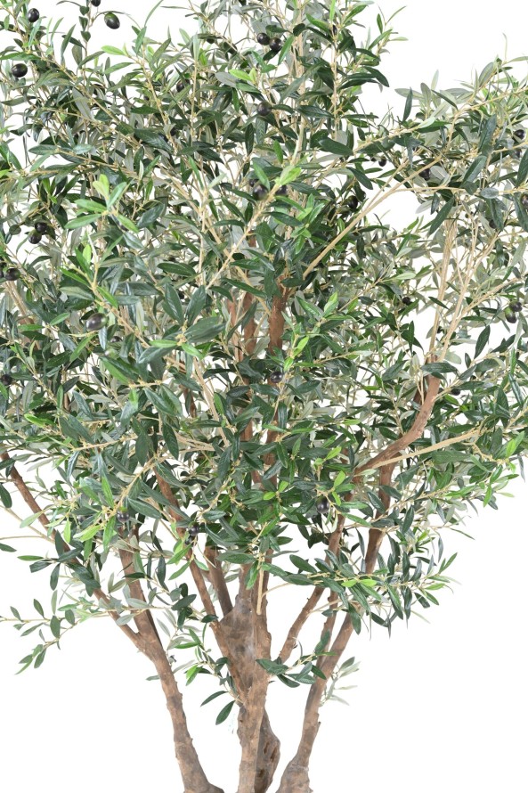 OLIVO ÁRBOL M
