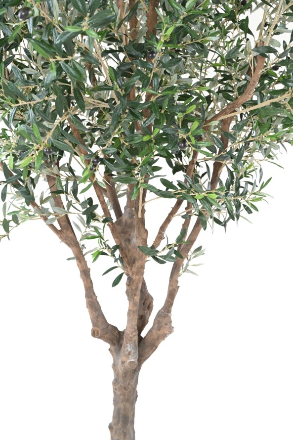 OLIVO ÁRBOL M