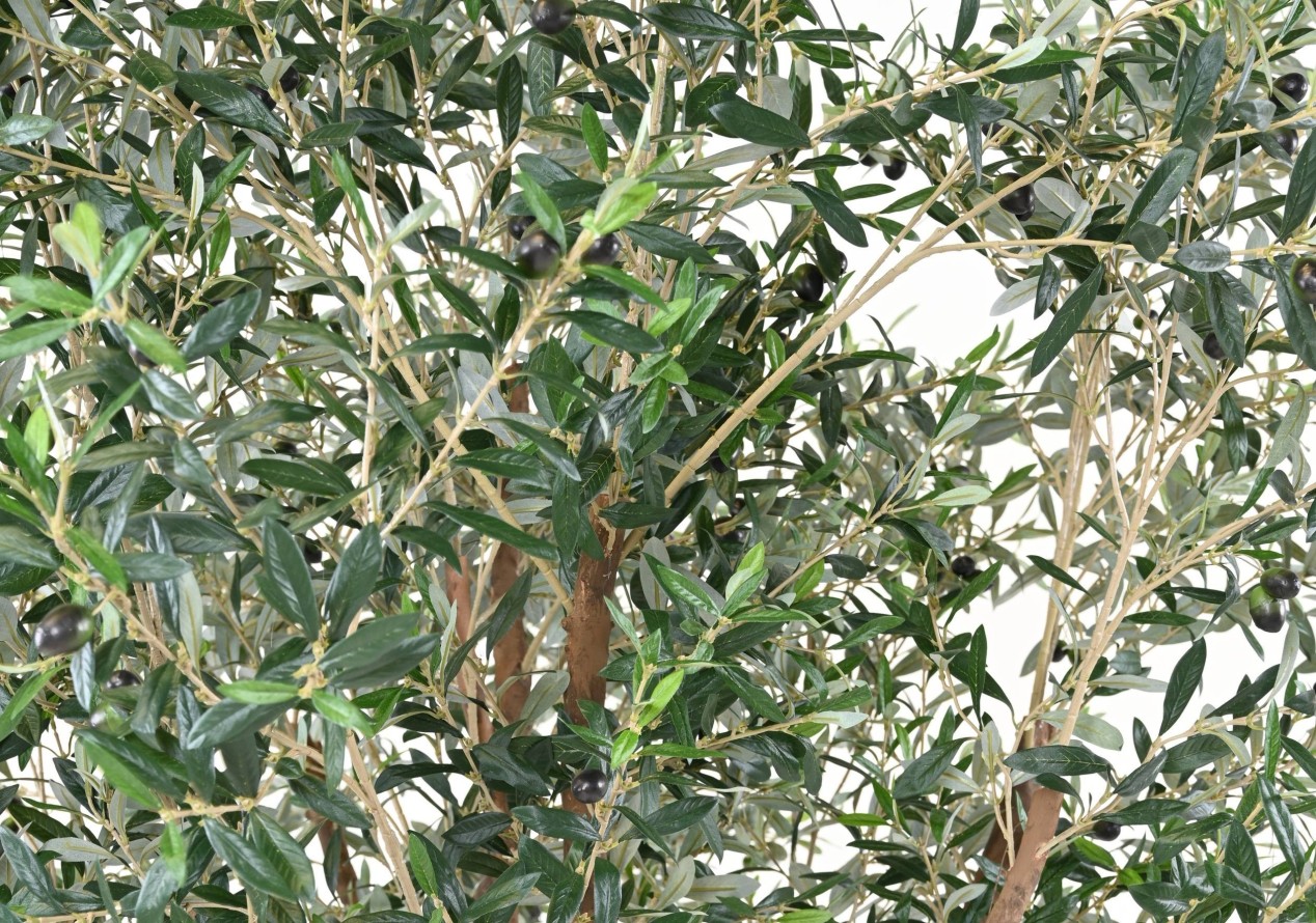 OLIVO ÁRBOL M