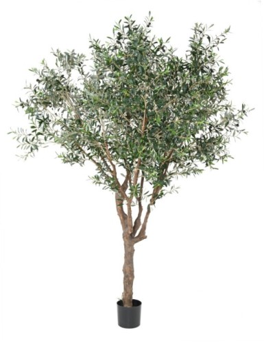 OLIVO ÁRBOL M