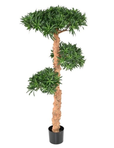 PODOCARPUS EN FORMA DE NUBE