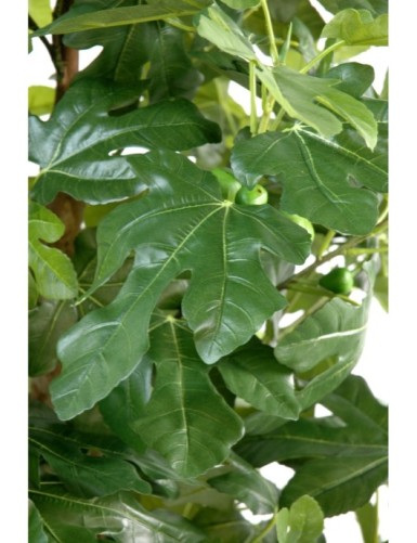 FEIGENBAUM UND FRÜCHTE