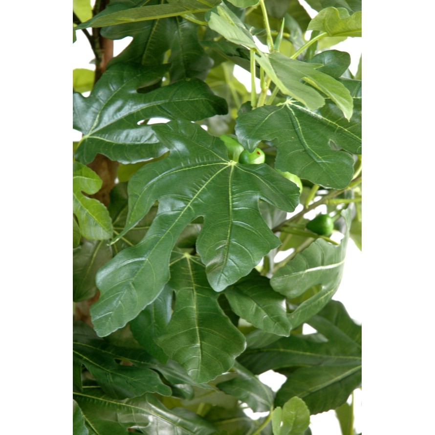 FEIGENBAUM UND FRÜCHTE