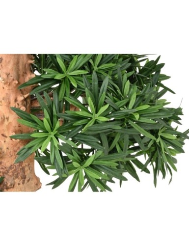 PODOCARPUS WOLKE