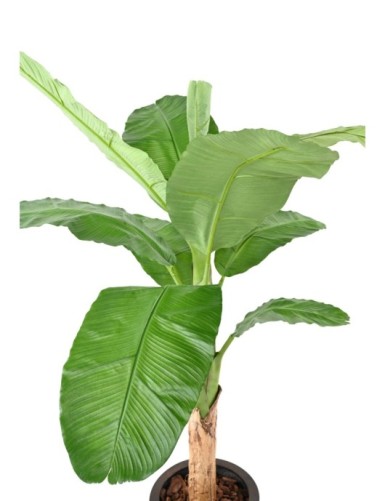 BANANA TREE ROYAL
