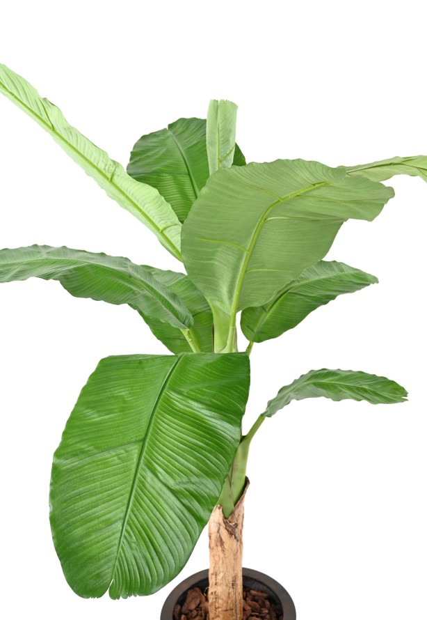 BANANA TREE ROYAL