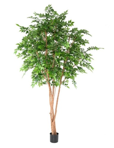 HAINBUCHE BAUM TREE 340
