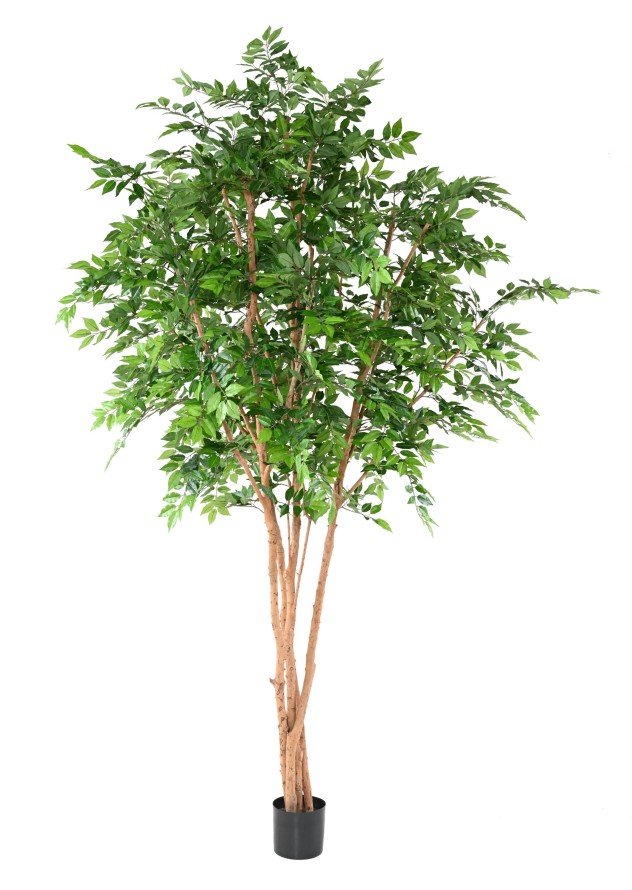 HAINBUCHE BAUM TREE 340