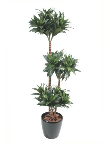 DRACHENBAUM FRAGRANS