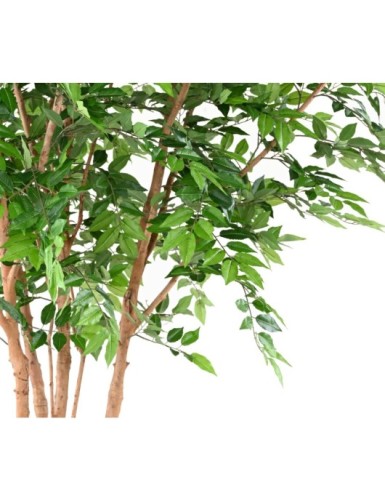 HAINBUCHE BAUM TREE 340