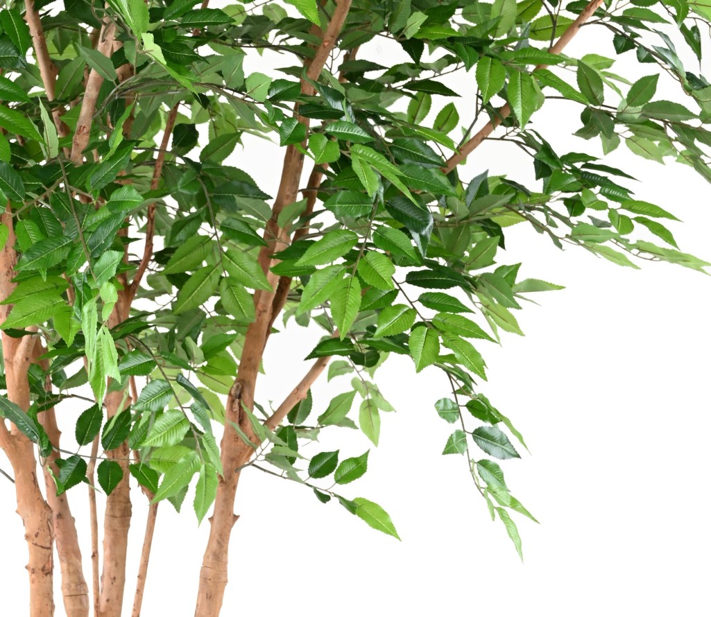 HAINBUCHE BAUM TREE 340