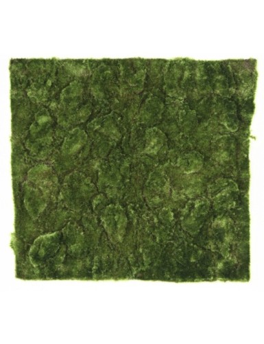 MUSGO Nuevo PANEL 50*50