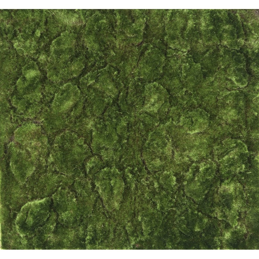 MUSGO Nuevo PANEL 50*50