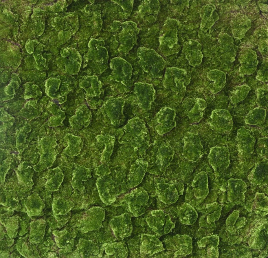 MUSGO Nuevo PANEL 100*100