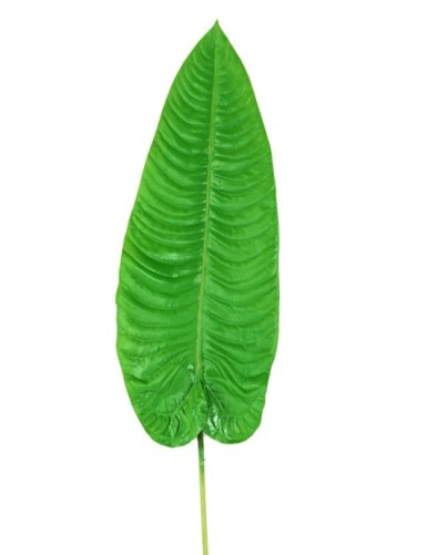 ALOCASIA HOJA LARGA