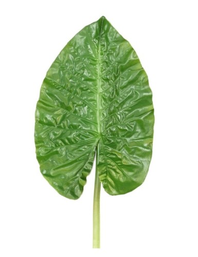ALOCASIA RUNDES BLATT