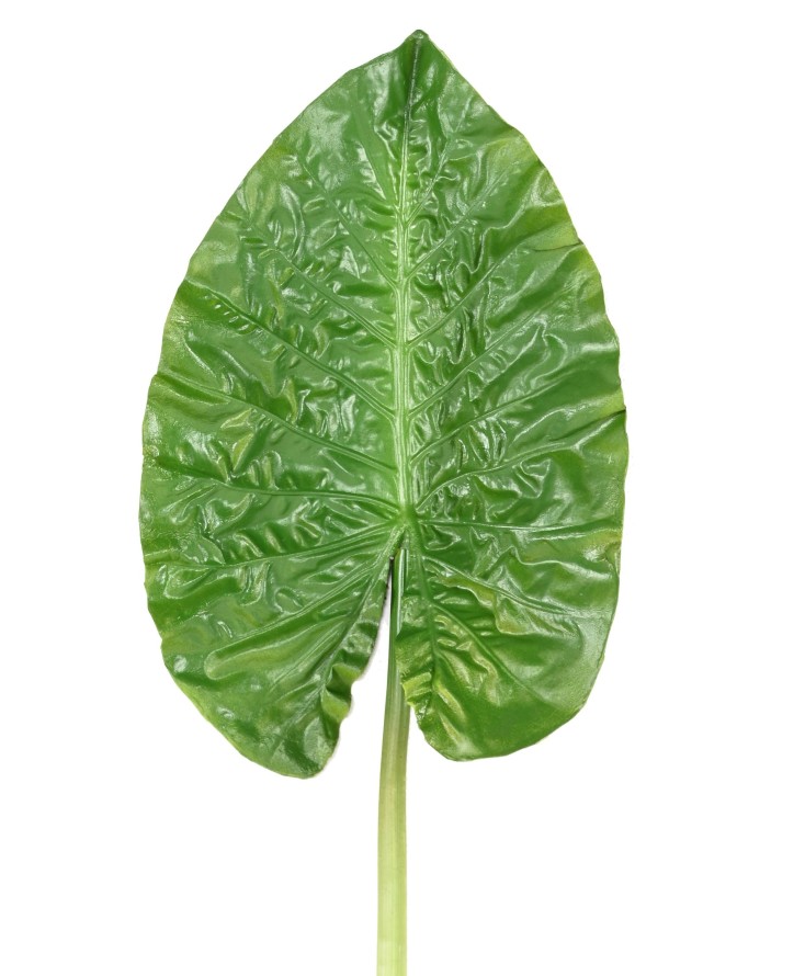 ALOCASIA ROUND LEAF