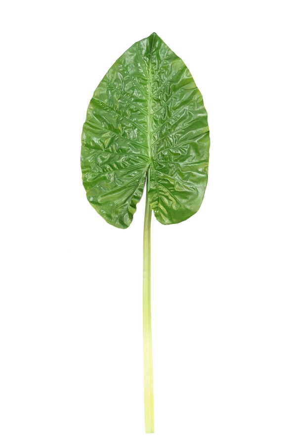 ALOCASIA HOJA REDONDA
