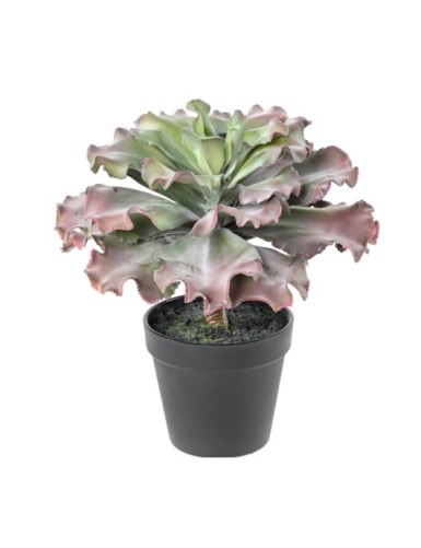 SUCULENTA adromischus...