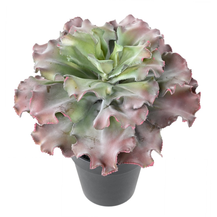 SUKKULENTE adromischus cristatus