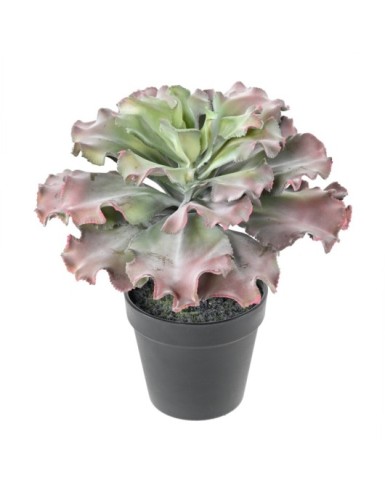 SUCULENTA adromischus cristatus