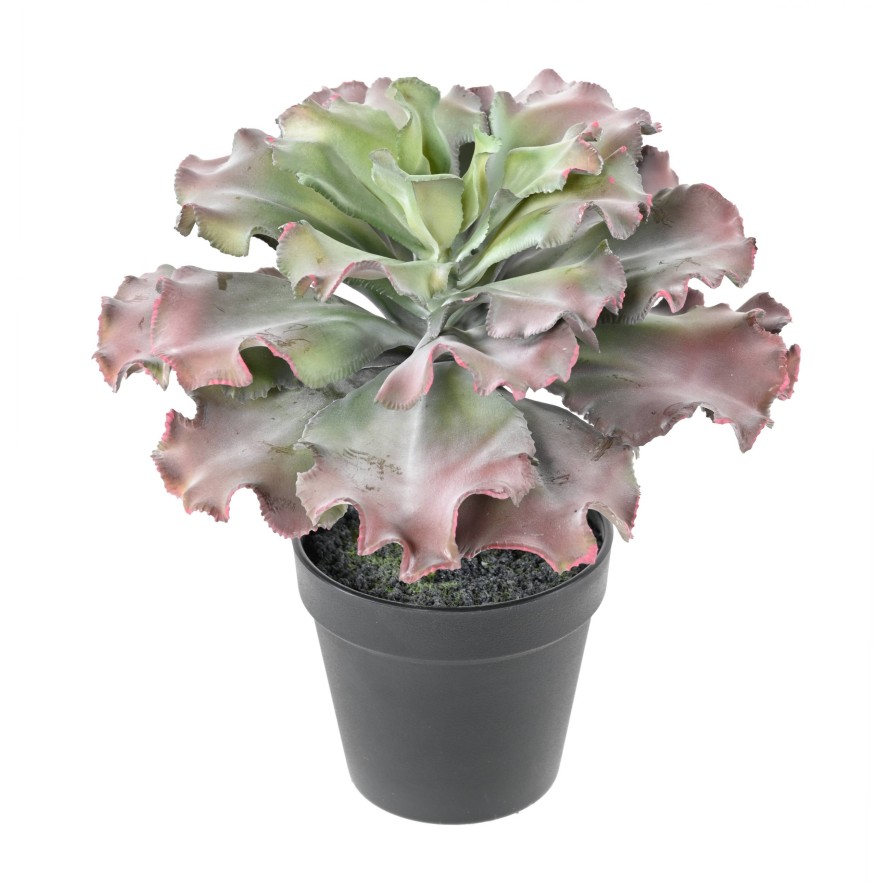 SUKKULENTE adromischus cristatus