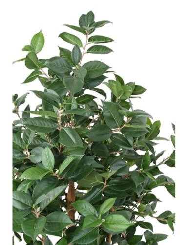 TEA TREE