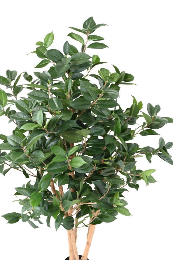 TEA TREE