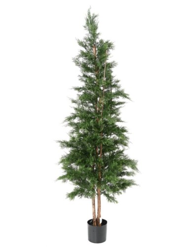 CIPRÉS DE LAWSON RESISTENTE...