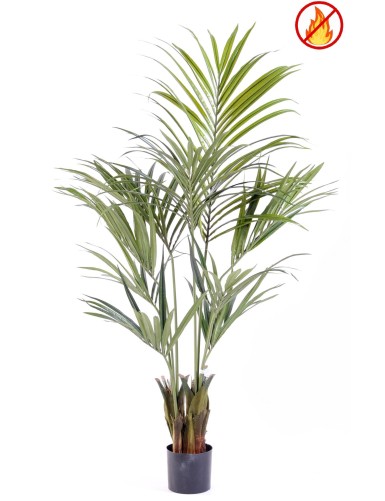 KENTIA PALME 150 FR –...