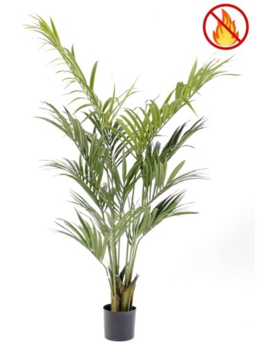 KENTIA PALMERA 190 FR -...