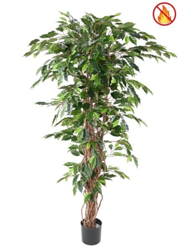 FICUS 180 LIANAS FR -...