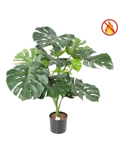 PHILODENDRON GIANT MONSTERA...