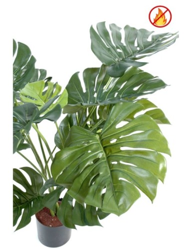 PHILODENDRON MONSTERA GIGANTE *15 95 CM FR - Resistente al Fuego