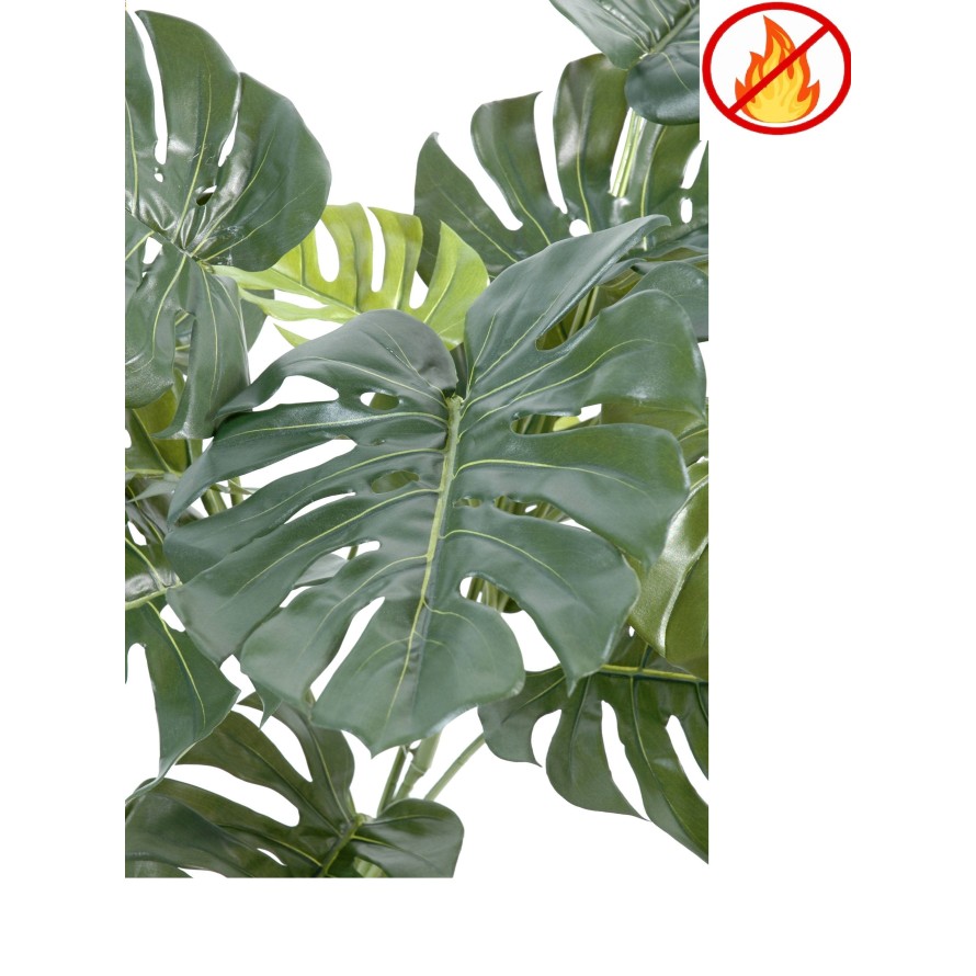 PHILODENDRON MONSTERA GIGANTE *15 95 CM FR - Resistente al Fuego