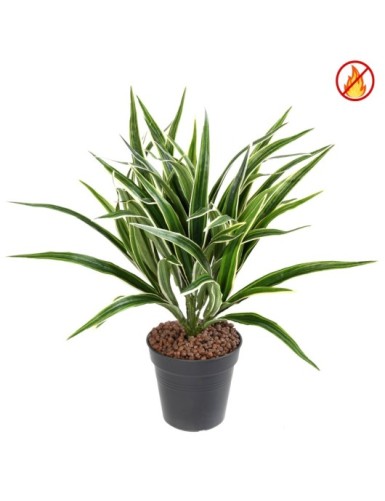 CHLOROPHYTUM ARBUSTO FR -...