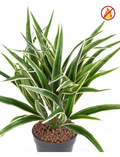 CHLOROPHYTUM BUISSON FR - Fire Resistant
