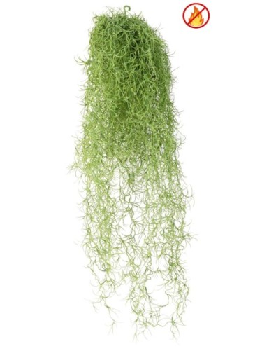 TILLANDSIA FR - Resistente...