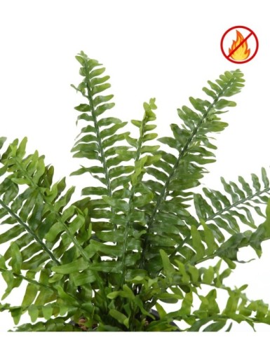 HELECHO BOSTON *21 FR - Resistente al Fuego