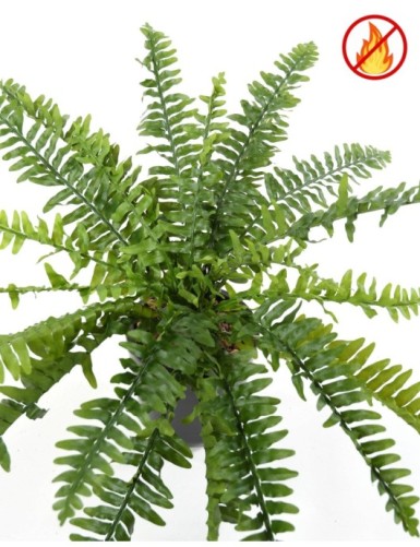 HELECHO BOSTON *21 FR - Resistente al Fuego