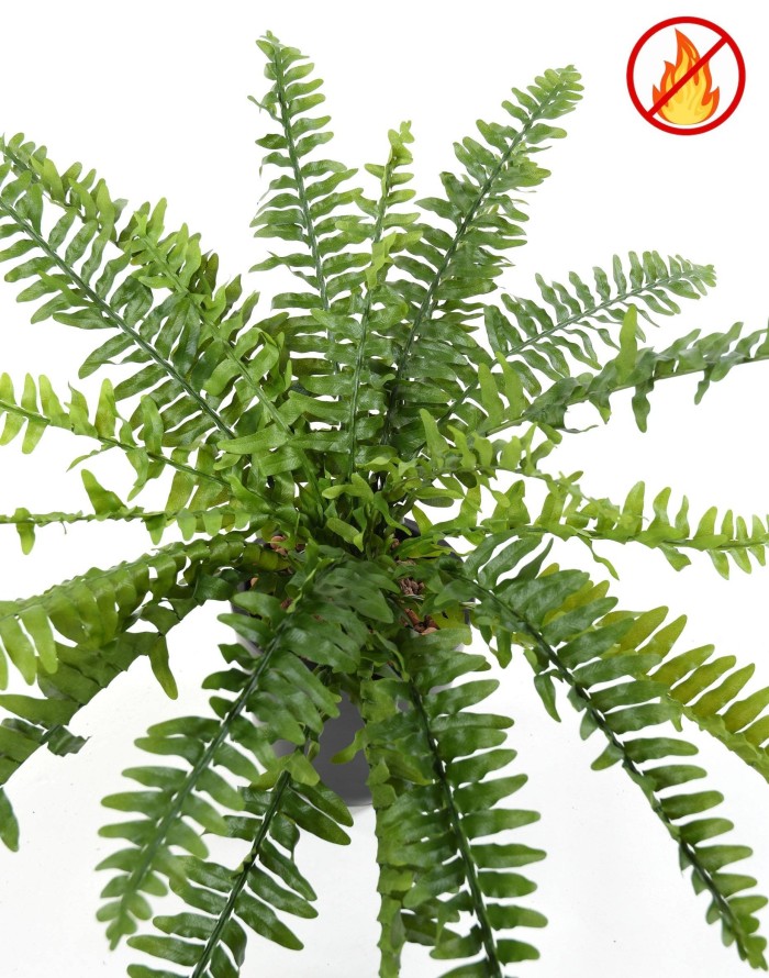 HELECHO BOSTON *21 FR - Resistente al Fuego