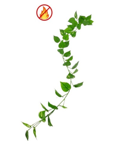 POTHOS GUIRNALDA FR -...