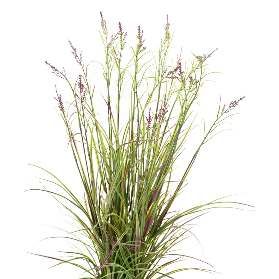 ACORUS EN FLOR EN MACETA