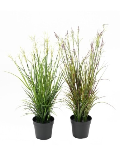 ACORUS EN FLOR EN MACETA