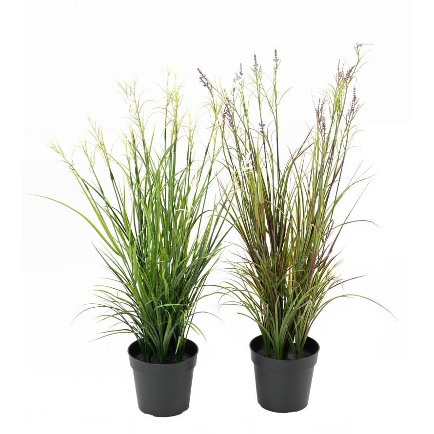 ACORUS EN FLOR EN MACETA