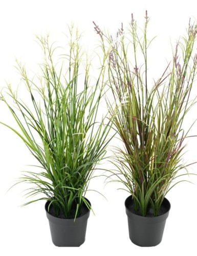 ACORUS EN FLOR EN MACETA