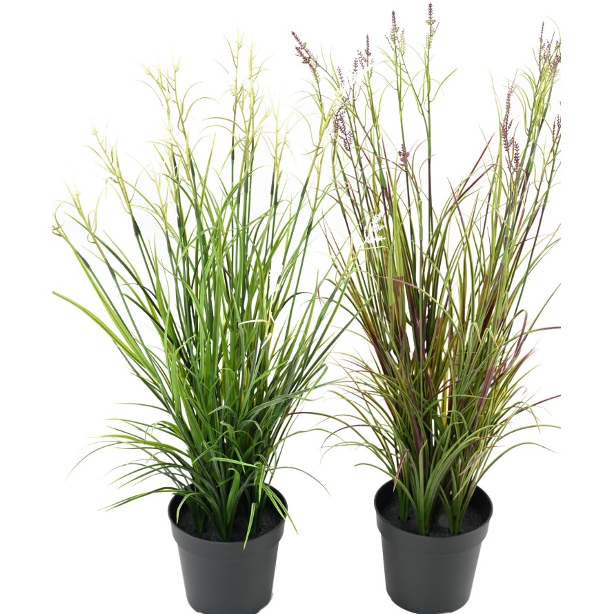 KALMUS BLÜHEND TOPF